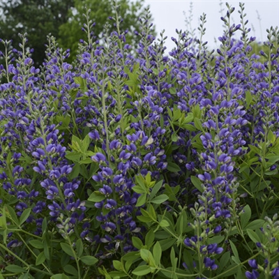 False Indigo Baptisia hybrid Decadence 'Blueberry Sundae'