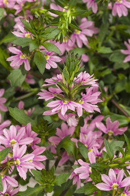 WhirlwindÂ® Pink Fan Flower Scaevola aemula