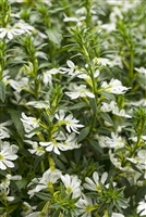 WhirlwindÂ® White Fan Flower Scaevola aemula