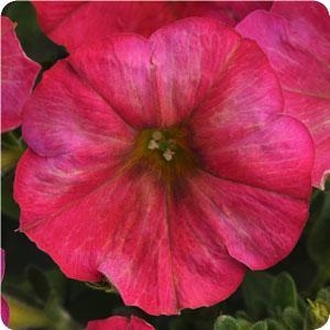 Petunia Flash Mob Magentacular