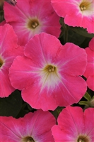 Petunia Flash Mob Pinkceptional