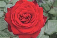 Forever Yoursâ„¢ Hybrid Tea Rose