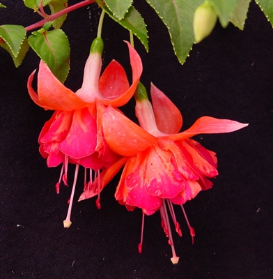 Fuchsia - Giant Bicentennial