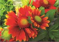 Gaillardia aristata Arizona Red Shades Blanket Flower