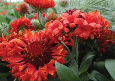 Gaillardia aristata Fanfare Blaze Blanket Flower