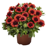 Gaillardia aristata 'Spintop Red' Blanket Flower