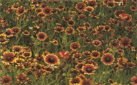 Gaillardia Blanket Flower Tokajer