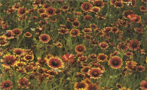 Gaillardia Blanket Flower Tokajer