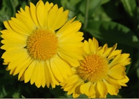 Gaillardia Grandiflora Mesa