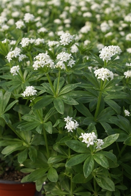 Galium Odoratum Sweet Woodruff