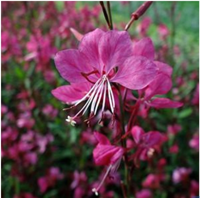 Gaura Lindheimeri 'Belleza Dark Pink' Apple Blossom Grass