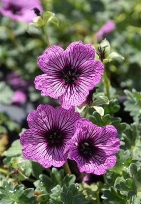 Geranium cinereum Cranesbill 'Ballerina'