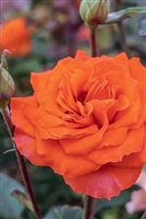 Gingersnap Floribunda Rose