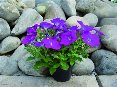 Petunia Glow Varieties