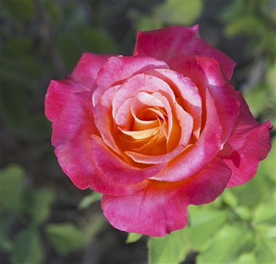 Granada Hybrid Tea Rose