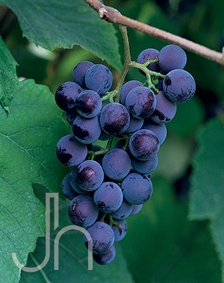 Grape Concord Blue