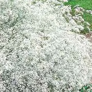 Gypsophila paniculata Babys Breath Double Snowflake