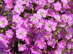 Gypsophila repens Babys Breath Rose