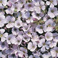 Gypsophila repens Babys Breath White