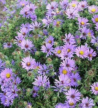 Hardy Aster Lavender Blue