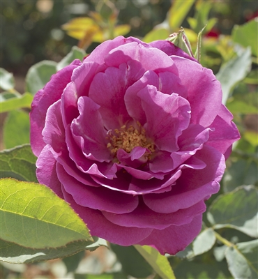 Heirloom Hybrid Tea Rose