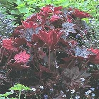 Heuchera micrantha Coral Bells Palace Purple