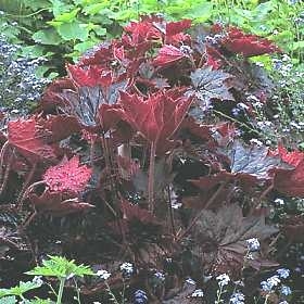 Heuchera micrantha Coral Bells Palace Purple