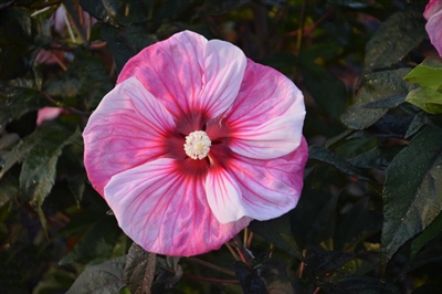 SummerificÂ® 'Cherry Choco Latte' Rose Mallow Hibiscus hybrid