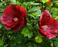 SummerificÂ® 'Cranberry Crush' Rose Mallow Hibiscus hybrid