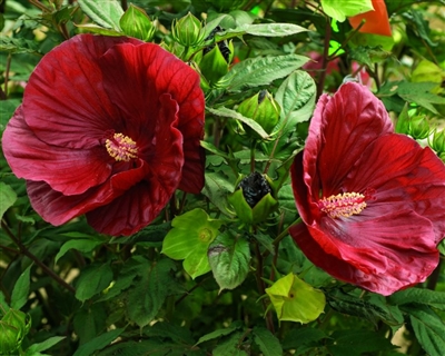 SummerificÂ® 'Cranberry Crush' Rose Mallow Hibiscus hybrid