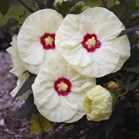 SummerificÂ® 'French Vanilla' Rose Mallow Hibiscus hybrid