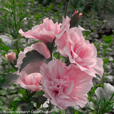 Rose of Sharon Hibiscus syriacus Pink Chiffon&#0153