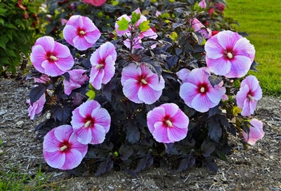 SummerificÂ® 'Starry Night' Rose Mallow Hibiscus hybrid