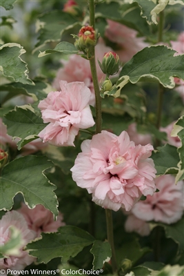 Rose of Sharon Hibiscus syriacus Sugar Tip&reg;