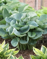 Hosta Abiqua Drinking Gourd