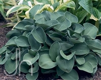 Hosta Blue Mouse Ears