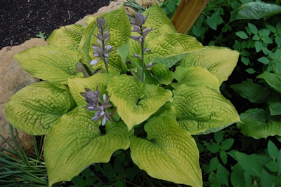 Hosta 'Coast to Coast' Shadowland&#0153 hybrid