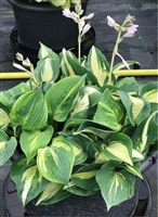 Hosta 'Lakeside Cupcake'