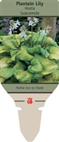 Plantain Lily Hosta 'Guacamole'