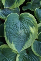 Hosta Olive Bailey Langdon