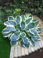 Hosta 'Orion's Belt'