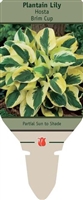 Hosta Plantain Lily 'Brim Cup'