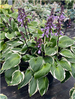 Hosta Sorbet Plantain Lily