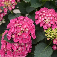 Hydrangea Bigleaf macrophylla Cityline&reg; Paris