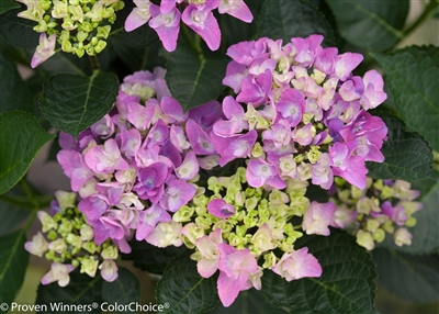 Hydrangea Bigleaf macrophylla Cityline&reg; Venice