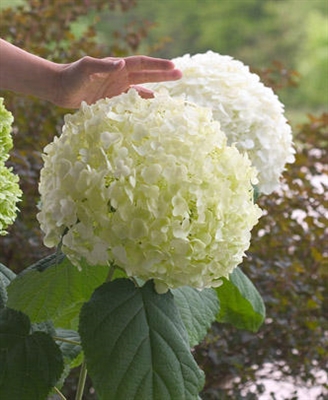 IncrediballÂ® Smooth Hydrangea Hydrangea arborescens