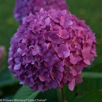 Reblooming Hydrangea macrophylla Let's Dance&reg; Rave