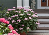 Hydrangea macrophylla Let's Dance Starlight