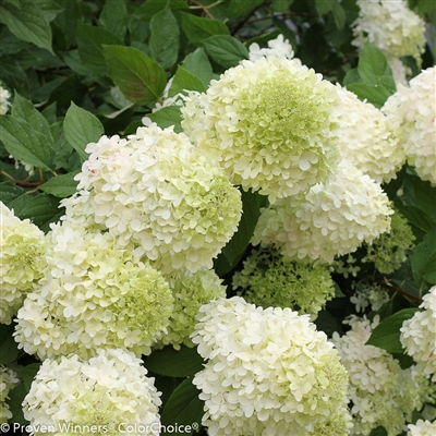 'Limelight' Hardy Hydrangea paniculata