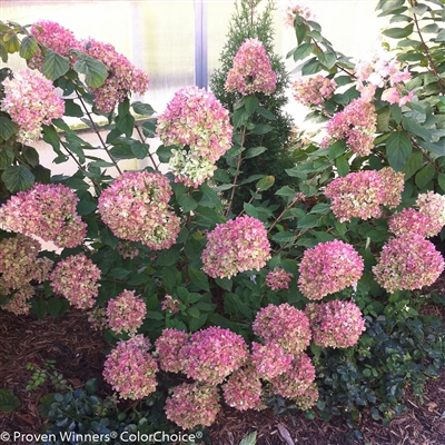 Little LimeÂ® Hardy Hydrangea paniculata